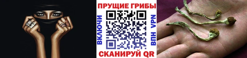 blacksprut зеркало  Первомайск  Галлюциногенные грибы мицелий  где можно купить  